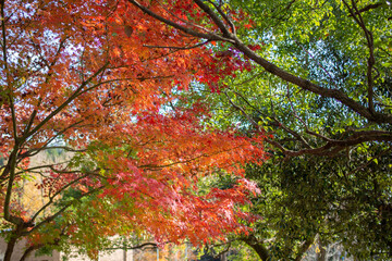 奇麗に紅葉しているカエデ（岐阜県岐阜市）