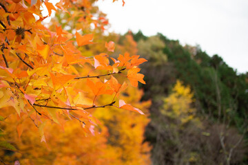 奇麗に紅葉しているカエデ（岐阜県岐阜市）
