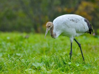 自分で餌を探すタンチョウヅル幼鳥＠北海道