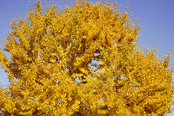 Fall season tree leaf color change to yellow.