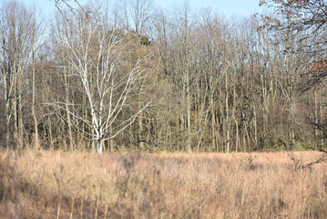 An empty tree in the fall in Philadelphia, Pennsylvania 