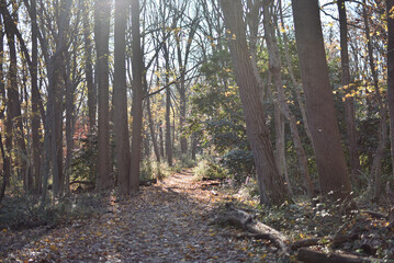 A hiking trail on a sunny day in Philadelphia