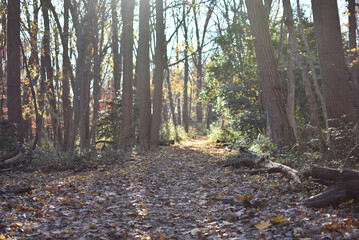 A hiking trail on a sunny day in Philadelphia