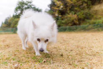 日本スピッツ　犬　小型犬