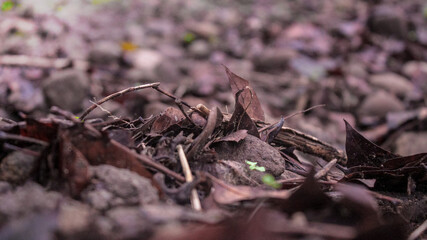 leaves fall on the ground