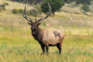 Bull Elk - A close-up front-side view of a strong mature bull elk standing in a mountain meadow on a late Summer evening. Rocky Mountain National Park, Estes Park, Colorado, USA.