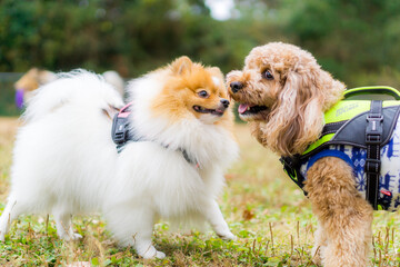 ポメラニアン　プードル　遊び　犬