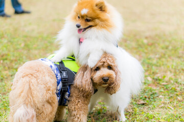 ポメラニアン　プードル　遊び　犬