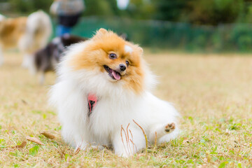 ポメラニアン 小型犬　犬