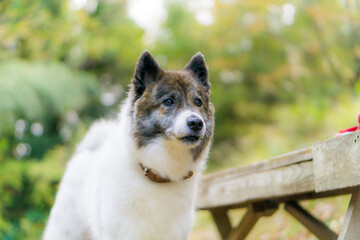 グレートピレニーズ 超大型犬 犬 白い犬 ピレネー Wall Mural 直哉 竹並 グレートピレニーズ 超大型犬 犬 白い犬 ピレネー Wall Mural 直哉 竹並