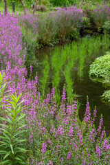水田とミソソバの花