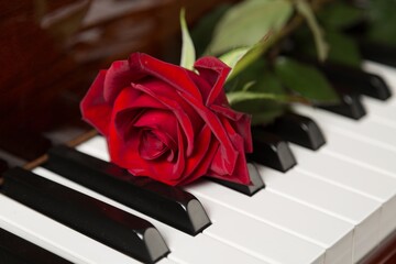 Red Rose on the Piano Keyboard
