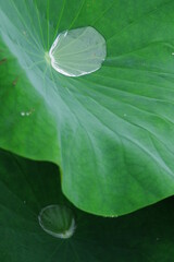 ハスの葉の上のしずく