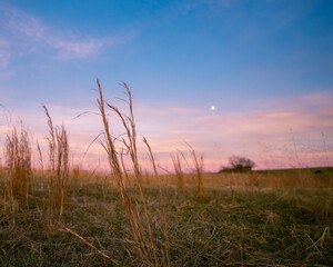 Fototapeta premium prairie grasses in winter