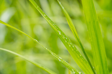 Fototapeta na wymiar 雨上がりの稲