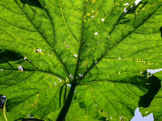 This is backside of the Gourds leaf close-up macro shot in daytime in india.