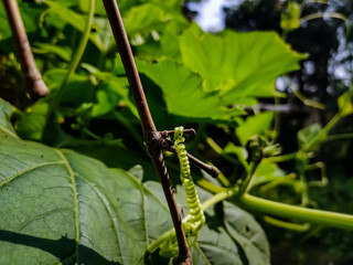 This is a tendril, a tendril is a specialized stem, leaves or petiole with a threadlike shape that is used by climbing plants for support.