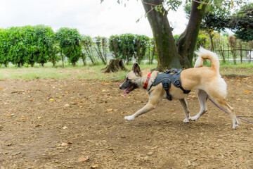 雑種犬　犬　