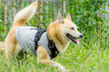 雑種犬　犬　