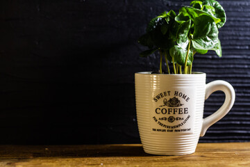 Coffee green plant growing in a coffee cup pot front view on wooden table and black background