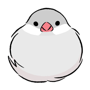 シルバー文鳥 の画像 163 件の Stock 写真 ベクターおよびビデオ Adobe Stock