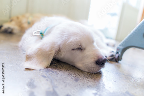 ゴールデンレトリバー 犬 大型犬 子犬 Wall Mural Wallpaper Murals 直哉 竹並 ゴールデンレトリバー 犬 大型犬 子犬 Wall Mural Wallpaper Murals 直哉 竹並