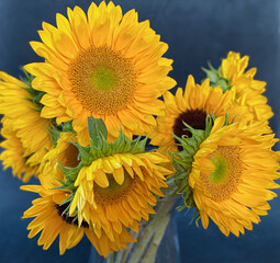 Closeup of a bouquet of sunflowers set against a cobalt blue background