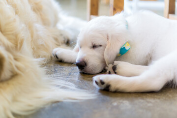 ゴールデンレトリバー 犬　大型犬 子犬