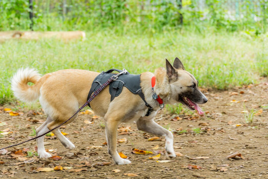 147 Best 雑種犬 Images Stock Photos Vectors Adobe Stock 147 Best 雑種犬 Images Stock Photos Vectors Adobe Stock