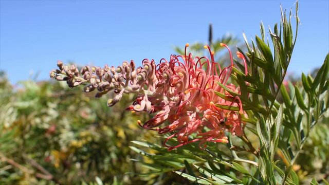 Australian Stingless Bee gathering nectar from a red Grevillea