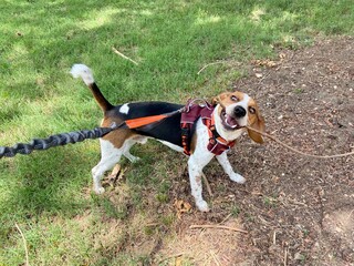 beagle puppy playing