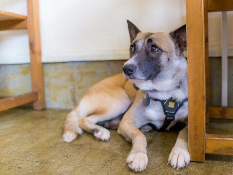 156 Best 雑種犬 Images Stock Photos Vectors Adobe Stock