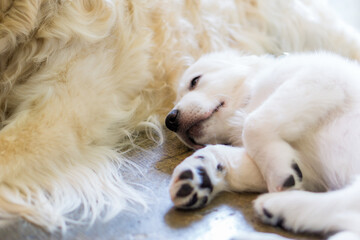 ゴールデンレトリバー 犬　大型犬 子犬