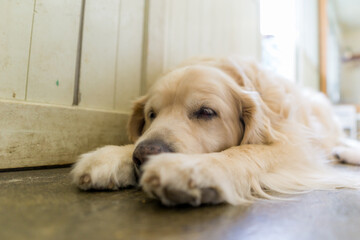 ゴールデンレトリバー 犬　大型犬