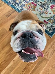 english bulldog portrait