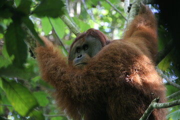 Orang Utan Sumatra (Pongo Abelii)