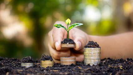 Investor's hand holding a coin with a tree growing on the concept of financial and investment success.