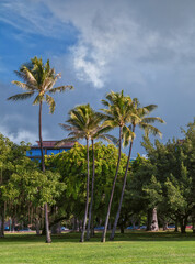Palm trees in the park with strong winds and clearing skies.