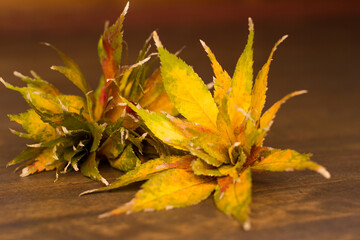 紅葉花