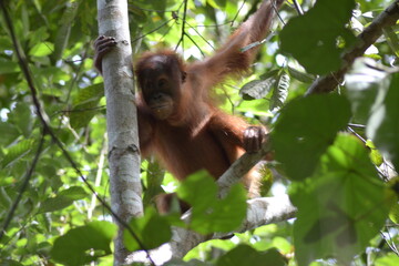 The Young Sumatran Orang Utan learn to hanging on the trees
