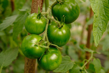 green greenhouse tomatoes, organic food close up.
