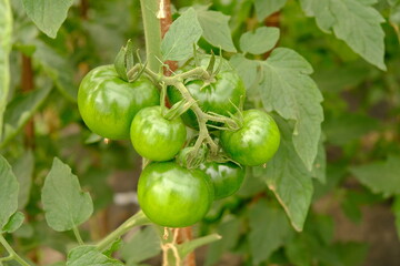 green greenhouse tomatoes, organic food.