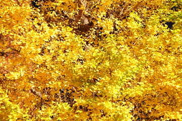 東京駅丸の内オフィスビル紅葉