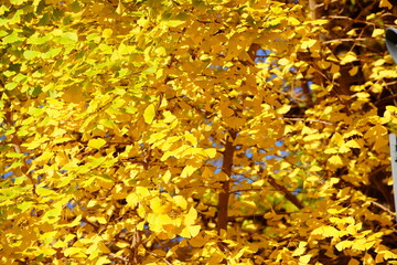 東京駅丸の内オフィスビル紅葉