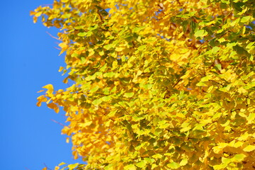 東京駅丸の内オフィスビル紅葉