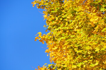 東京駅丸の内オフィスビル紅葉