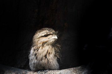 Eagle owl on a branch