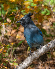 Steller's Jay