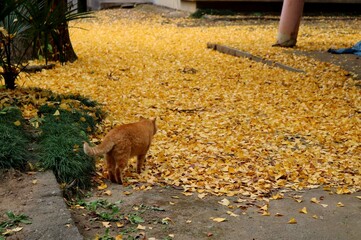 ねこ　イチョウの葉と同化しているチャトラ　風景　秋