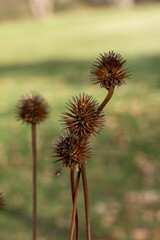 Macro abstract view of dried purple coneflower (echinacea purpurea) seed heads with defocused background, in a sunny late autumn garden